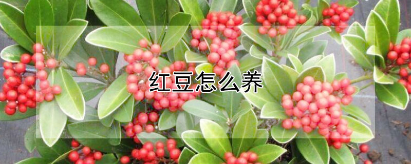 紅豆怎么養