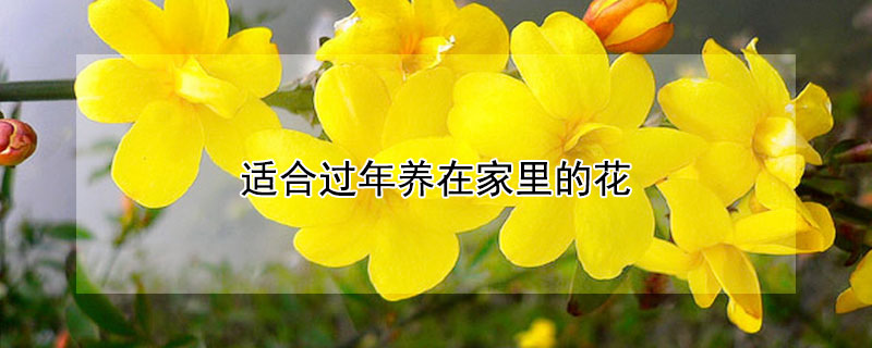 適合過年養(yǎng)在家里的花