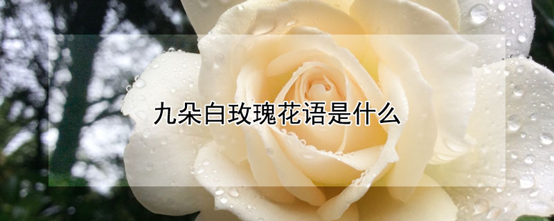 九朵白玫瑰花語是什么