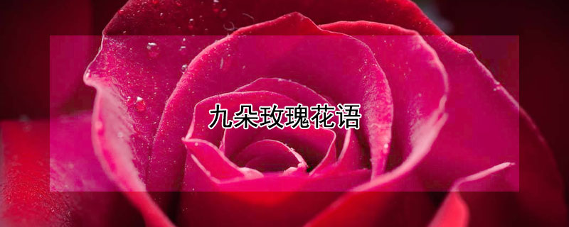 九朵玫瑰花語