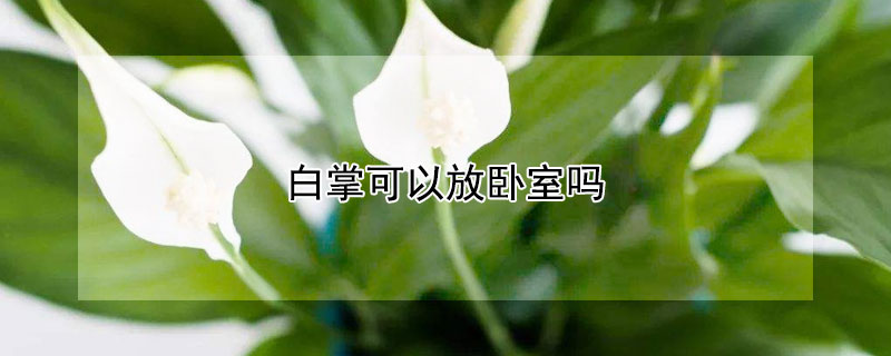 白掌可以放臥室嗎