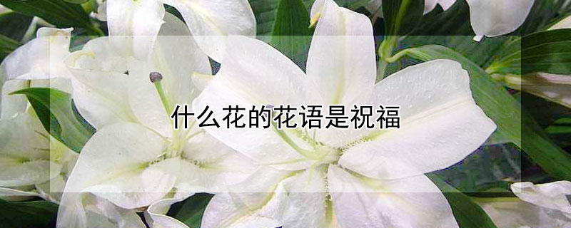 什么花的花語是祝福