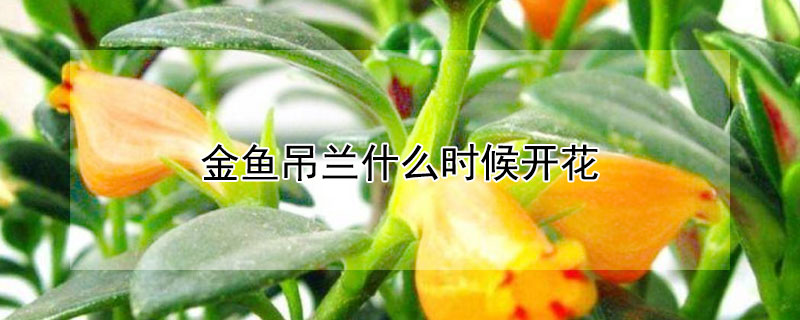 金魚吊蘭什么時候開花