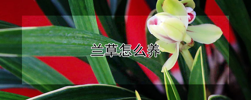 蘭草怎么養(yǎng)