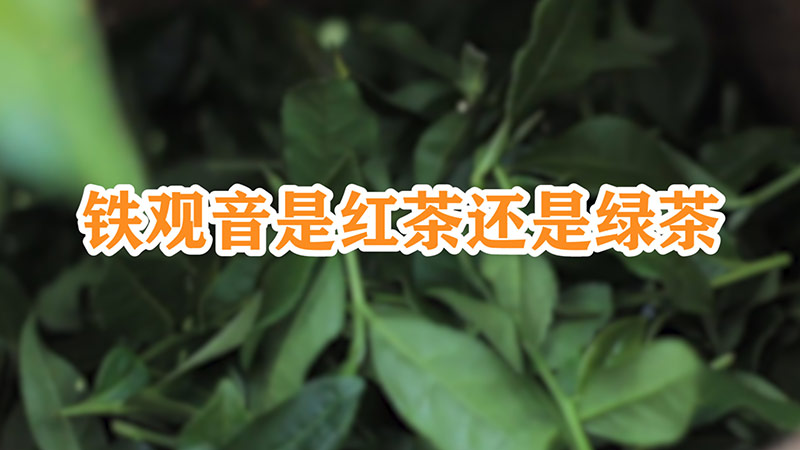 鐵觀音是紅茶還是綠茶