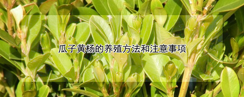 瓜子黃楊的養殖方法和注意事項