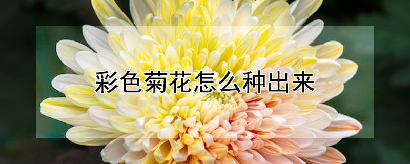 彩色菊花怎么種出來(lái)