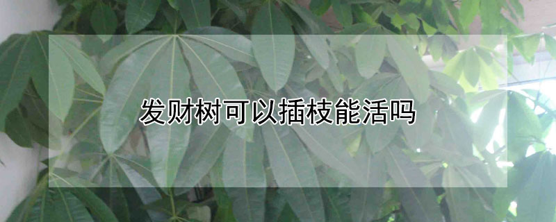 發(fā)財(cái)樹(shù)可以插枝能活嗎