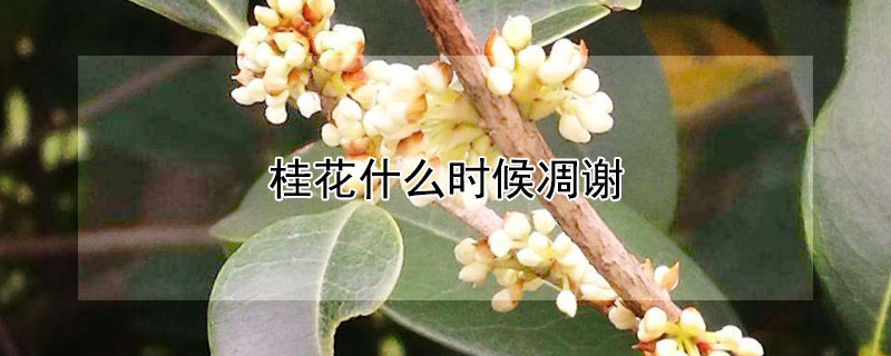 桂花什么時(shí)候凋謝