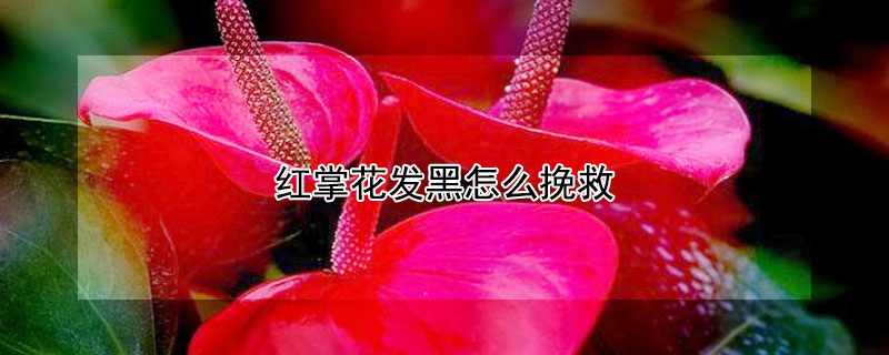 紅掌花發黑怎么挽救