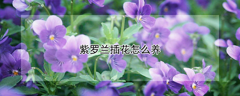 紫羅蘭插花怎么養