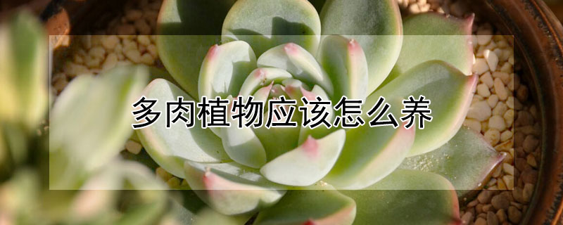 多肉植物應(yīng)該怎么養(yǎng)