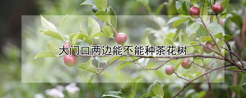 大門口兩邊能不能種茶花樹