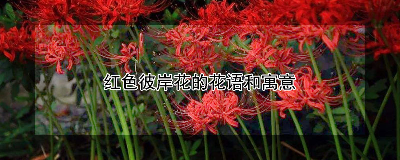 紅色彼岸花的花語和寓意