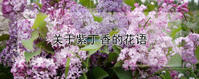 關(guān)于紫丁香的花語