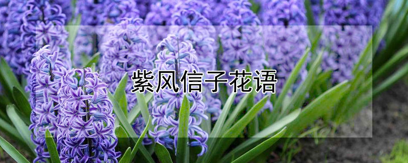 紫風(fēng)信子花語