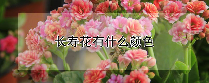 長壽花有什么顏色