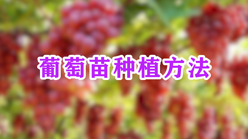 葡萄苗種植方法