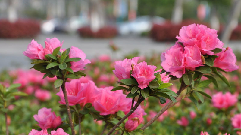 杜鵑花好養(yǎng)嗎