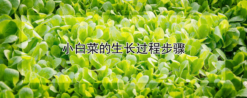 小白菜的生長(zhǎng)過(guò)程步驟