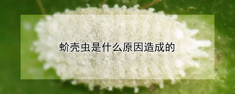 蚧殼蟲是什么原因造成的