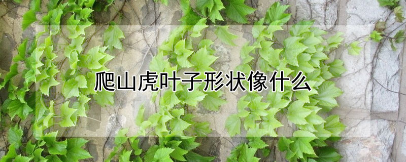 爬山虎葉子形狀像什么