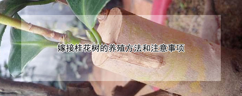 嫁接桂花樹的養殖方法和注意事項