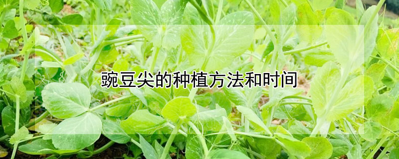 豌豆尖的種植方法和時(shí)間