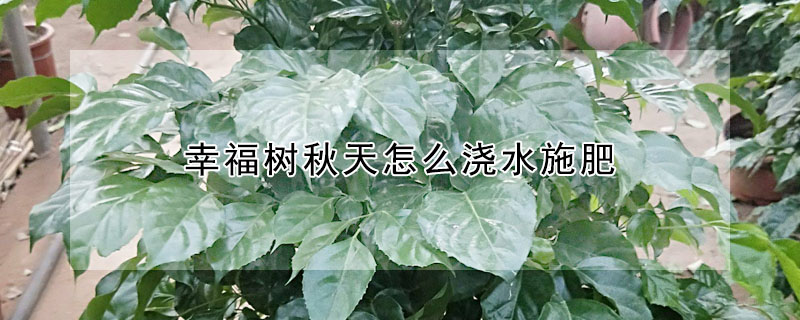 幸福樹秋天怎么澆水施肥