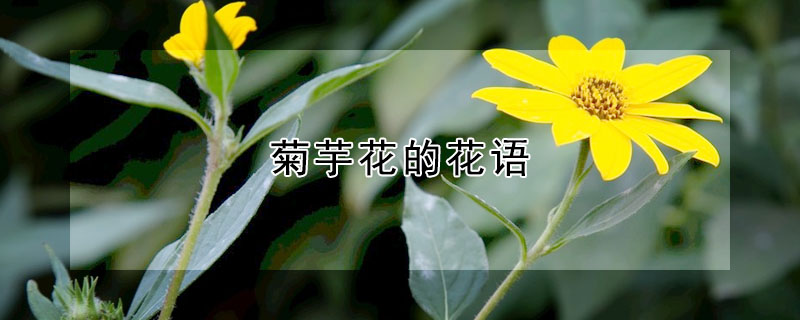 菊芋花的花語