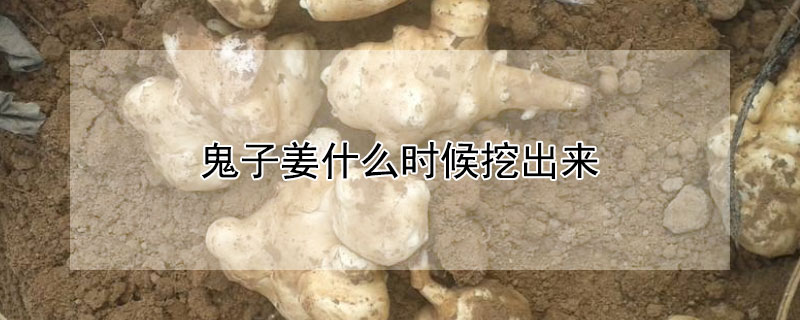 鬼子姜什么時候挖出來