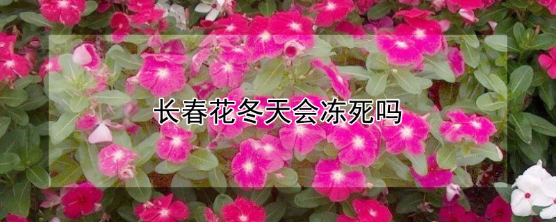 長春花冬天會凍死嗎