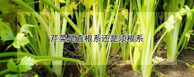 芹菜是直根系還是須根系