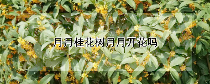 月月桂花樹月月開花嗎