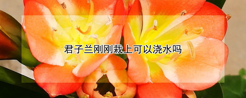 君子蘭剛剛栽上可以澆水嗎