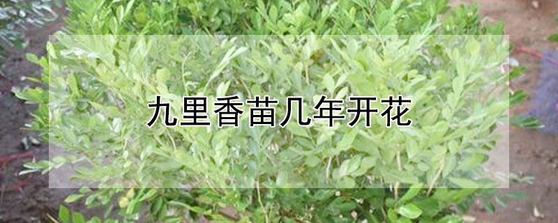 九里香苗幾年開花