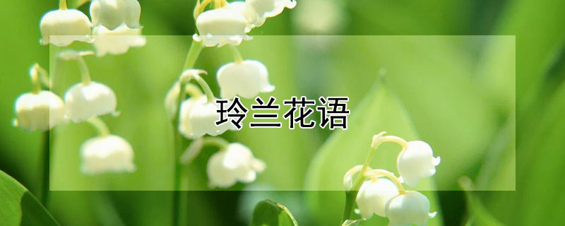 玲蘭花語