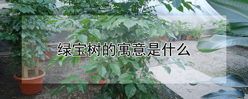 綠寶樹的寓意是什么