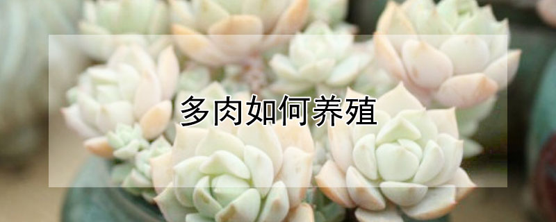 多肉如何養(yǎng)殖