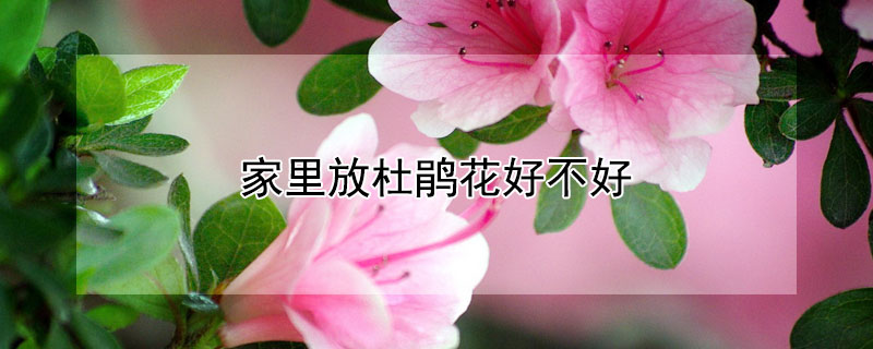 家里放杜鵑花好不好