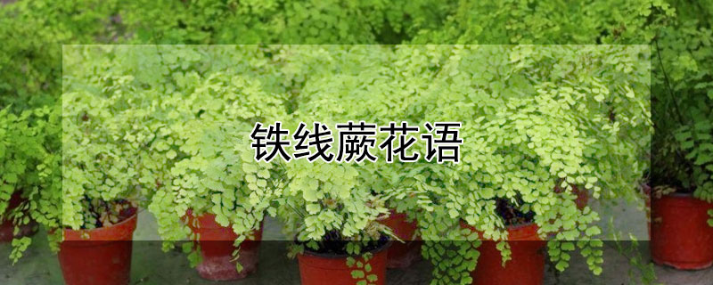 鐵線蕨花語