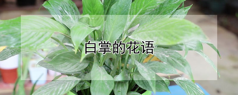 白掌的花語