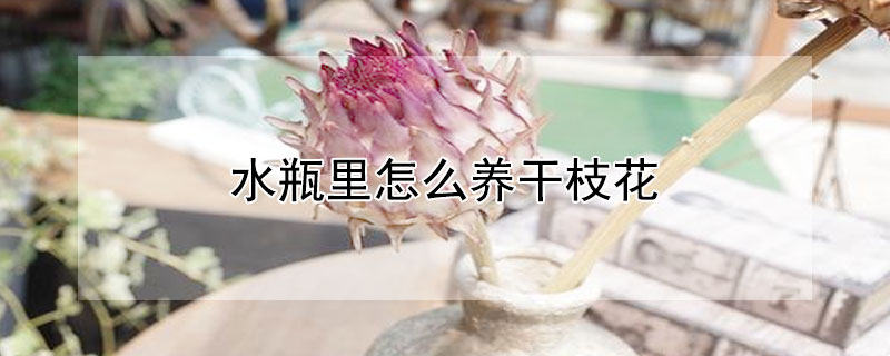 水瓶里怎么養干枝花