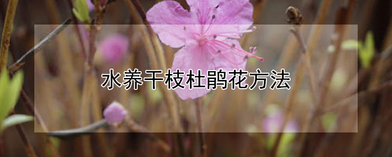 水養干枝杜鵑花方法