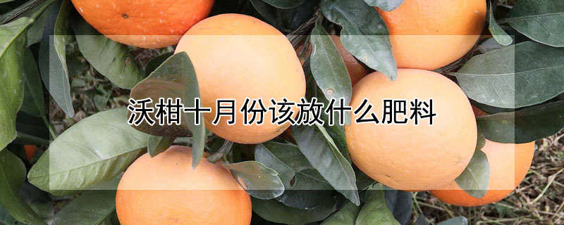 沃柑十月份該放什么肥料