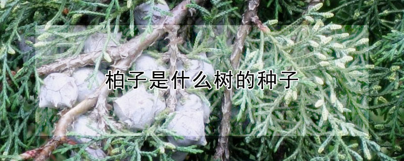 柏子是什么樹的種子