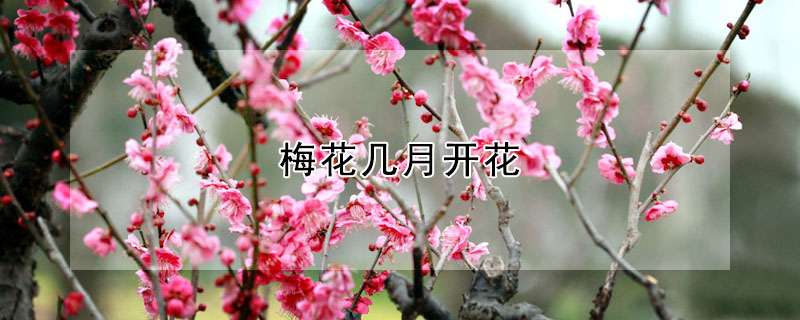 梅花幾月開(kāi)花