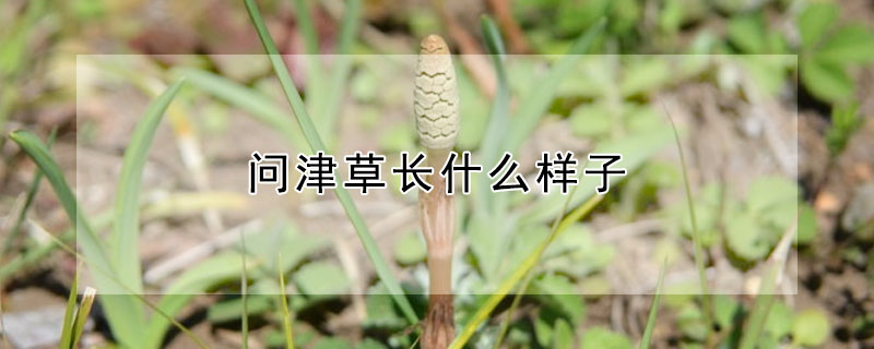 問津草長什么樣子