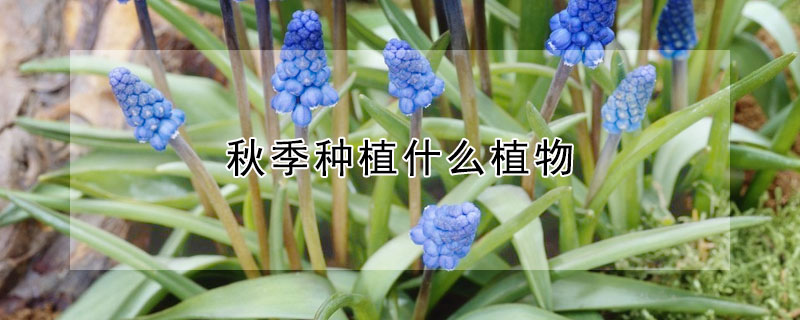 秋季種植什么植物