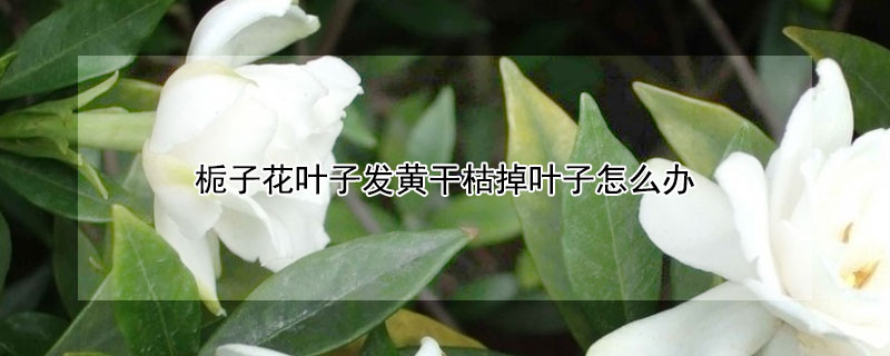 梔子花葉子發黃干枯掉葉子怎么辦